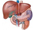 Therapeutic correction of liver and biliary tract pathology among adolescents with obesity