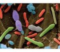 The disorders of respiratory tract microbiota in children with respiratory diseases  (literary review)