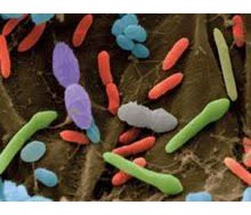 Нарушения микробиоты дыхательных путей у детей  с респираторными заболеваниями  (обзор литературы)