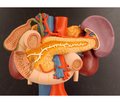 Dysfunction of the biliary tract in children: traditional approaches and new postulates