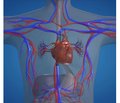 Предиктори розвитку і прогресування  серцевої недостатності в додіалізних хворих  із хронічною хворобою нирок