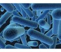 Antagonistic bacteria Bacillus subtilis: the effect on immunity and the possibilities of clinical use