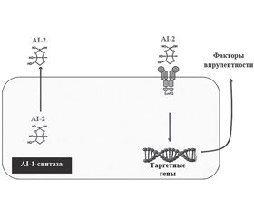 Inhibition of bacterial quorum sensing (general concept)