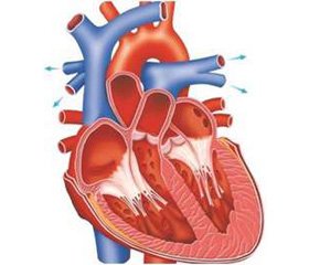 Механізми формування та прогресування хронічної серцевої недостатності на тлі цукрового діабету другого типу