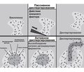 Dispersion of bacterial biofilm and chronization of respiratory tract infection