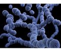 Quorum sensing inhibitors of bacteria Streptococcus pneumoniae