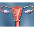 Рецепція стероїдних гормонів, особливості проліферації та апоптозу в карциномах ендометрію в пацієнток із феноменом мікросателітної нестабільності