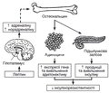 Osteocalcin: the relationship between bone metabolism and glucose homeostasis in diabetes mellitus