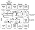 Chronobiological aspects of the excretory system (review)