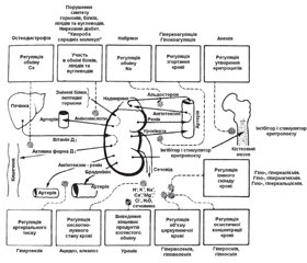 Chronobiological aspects of the excretory system (review)