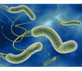 Nutritional Habits in Management of Shigellosis in Children with Helicobacter Pylori Infection