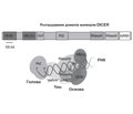 MiRNA biogenesis. Part 1. Maturation of pre-miRNA. Maturation of canonical miRNAs