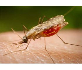 The Current Situation on Malaria in Astrakhan Region
