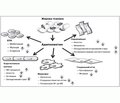 Адипонектин та цукровий діабет 2-го типу (патогенетичні аспекти як підґрунтя для оптимізації антидіабетичної фармакотерапії)