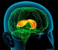 Порушення розвитку мозолястого тіла і його діагностика