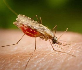 Прорыв в лечении малярии