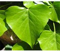 Using Ivy Leaf Extract in Pediatric Practice