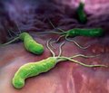Роль бактерій роду Helicobacter в патогенезі холелітіазу