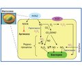 The Mechanism of Action of the Activated Nitrogen-Containing Metabolites in the Respiratory Tract. Proinflammatory Effect (Part 2)