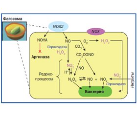 Механизм действия активированных азотсодержащих метаболитов в респираторном тракте. Провоспалительное действие (часть 2)