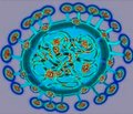 Сучасна імунотропна терапія хворих на коронавірусні інфекції