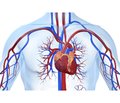 The myocardium functional reserve indicators in junior children  with recurrent acute upper respiratory tract infection