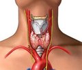 Treatment of Hypothyroidism according to Modern Clinical Guidelines