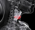 Pseudothyroid dysfunction in clinical practice: how to avoid diagnostic errors