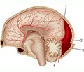 Особенности клинического течения и подходы к хирургическому лечению больных с эпидуральной гематомой при изолированной черепно-мозговой травме