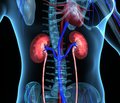 Role of dyslipidemia in the development of nephropathy in patients with type 2 diabetes mellitus (literature review)