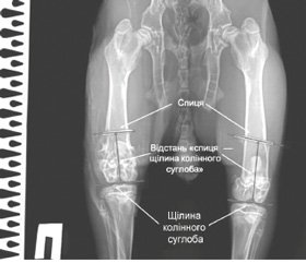 X-ray assessment of the growth plate functioning after cessation of its temporary bilateral blocking by different types of plates: an experimental study