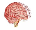 Хвороба дрібних судин головного мозку: сучасна тактика ведення пацієнтів