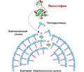 Proteases that degrade the biofilm matrix