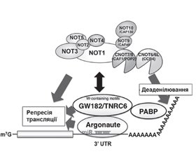 Механізми дії цитоплазматичних мікроРНК. Частина 3. TNRC6-асоційований механізм мікроРНК-опосередкованої деградації мРНК