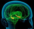 Нейрогенез у взрослых: от микроскопии  до магнитно-резонансной визуализации
